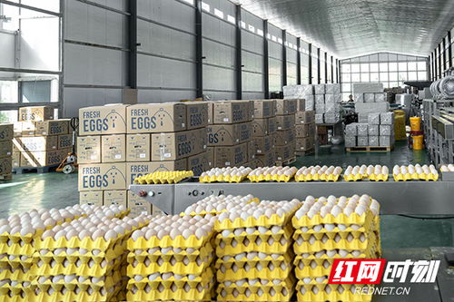 一粒種子造福世界 一顆雞蛋漂洋過海 云集湘商 興業(yè)湖南